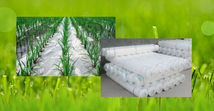 農(nóng)膜，地膜，農(nóng)用薄膜，大棚膜